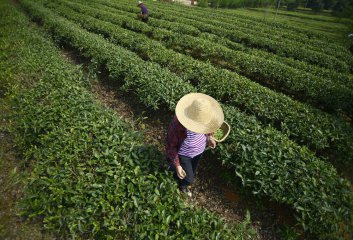 全国各产茶区迎来“明前茶”采摘高峰