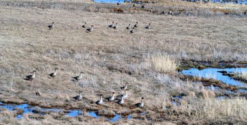 内蒙古阿鲁科尔沁草原——鸟类的天堂