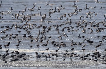 丹東：鴨綠江濕地觀鳥