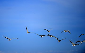 青海湖——鸟的天堂