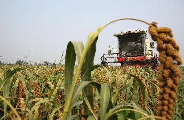 中國農業＂走出去＂漸具雛形