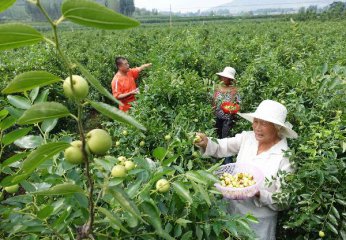 分析报告：山东:创新团队服务农业转型