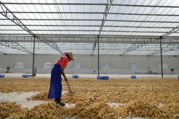 西藏年糧食產量首次突破100萬噸