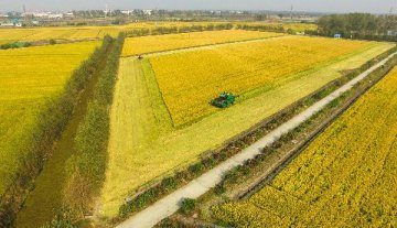 2016年中国将大力发展绿色粮食产业