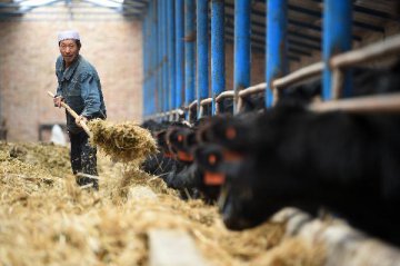 2016年畜牧業工作要點印發 推進草牧業試驗試點