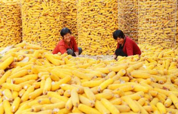 中国今年调减玉米种植面积3000万亩 13年来首次减少