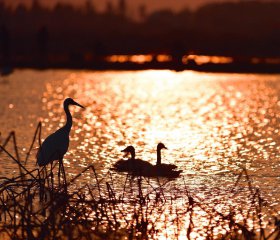 江西鄱阳湖进入最佳观鸟季