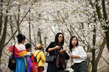 【精選】去武大賞櫻花？對不起，一票難求！“賞花經濟”已在武漢迅速興起……