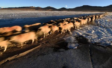 内蒙古阿鲁科尔沁草原延续游牧转场盛景