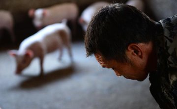 国务院出招稳定生猪生产和猪肉价格