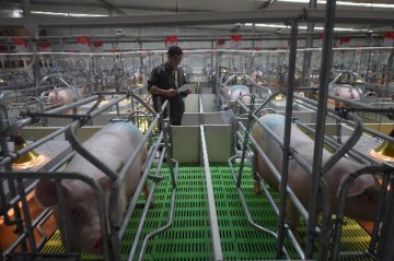 國務院辦公廳印發《關於穩定生豬生產促進轉型升級的意見》