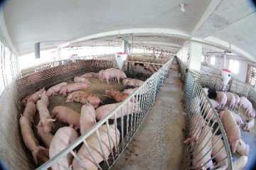 中國農業農村部召開九省區市生豬生產調度會 要求全力推動生產恢復