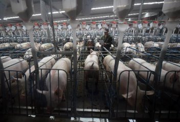 中国加强六方面举措加快恢复生猪生产