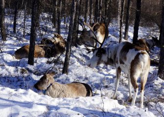 敖魯古雅鄂溫克族:依託馴鹿產業增收致富